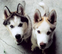 Two Huskies